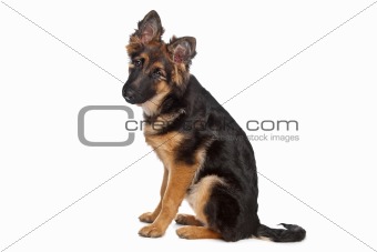 German Shepherd puppy