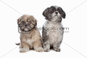 Lhaso apso and a shih tzu
