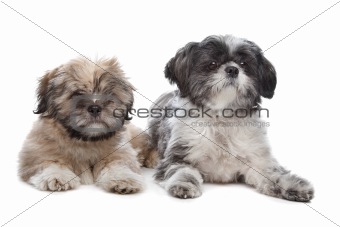 Lhaso apso and a shih tzu