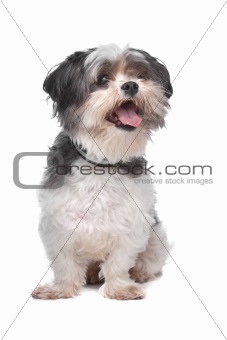 boomer, mixed breed dog