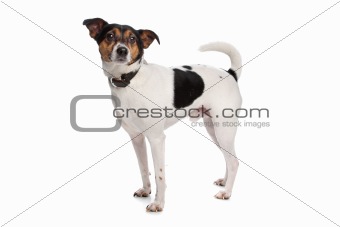 Boerenfox terrier