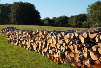 Wooden stumps