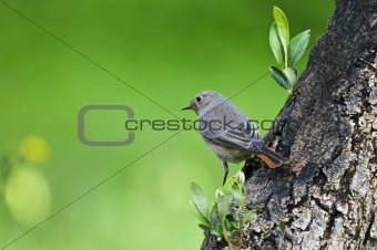 bird on the tree