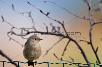 bird on the fence