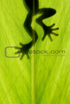 frog stay on leaf in backlight
