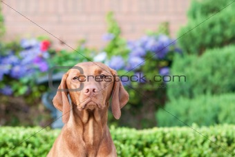 Vizsla Dog in a Garden
