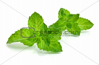 Fresh-picked mint leaves
