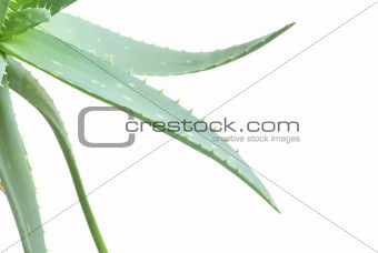 aloe leaves 