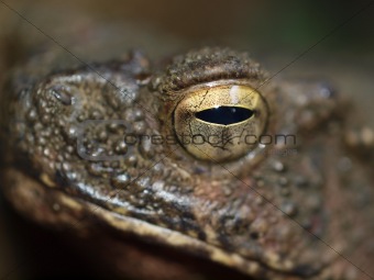 Frog's eye in Thailand