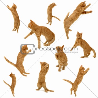 collection of jumping kittens