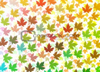 Colourful Maple leaves