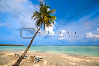 beautiful empty beach with a single palm tree