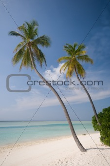 tropical beach with coconut palmtrees
