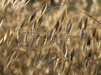 A sprig of golden oats on the field
