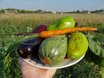 Fresh vegetables in the rural background