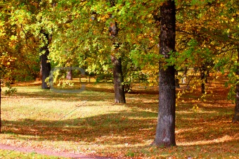 forest and garden with golden leaves at fall