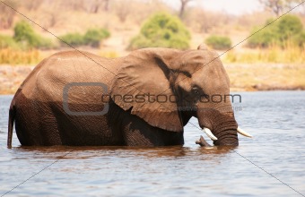 Large African elephant bull