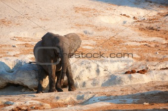 Small African elephant calf