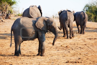 Large herd of African elephants