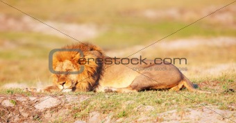Lion (panthera leo) in savanna
