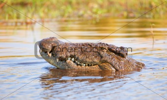 Crocodile (Crocodylus niloticus)
