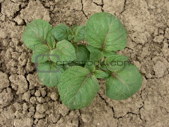 young potato plant