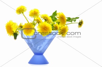 Dandelions  on the white isolated background