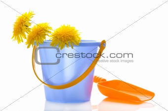 Dandelions in a children's bucket