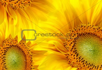 Sunflowers background 