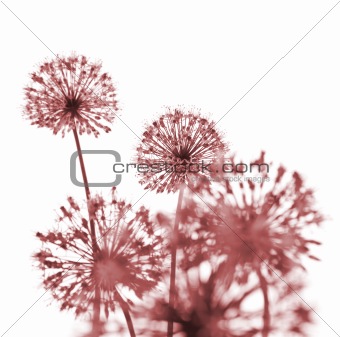 Beautiful Red Flowers / abstract  on white