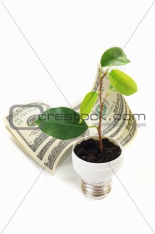 green sprout on the dollar