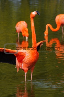 Flamingo flapping wings