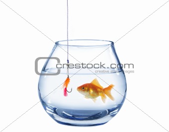 gold fish and artificial fly