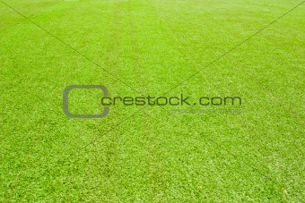 2816 Green grass(63).jpg