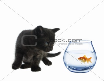 young black cat and fish