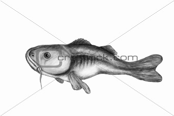 codfish