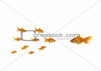 flowing goldfish opposite shoal