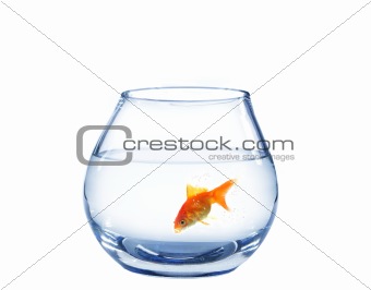 gold fish in spherical aquarium