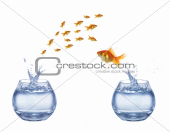 gold jumping out from aquarium fish