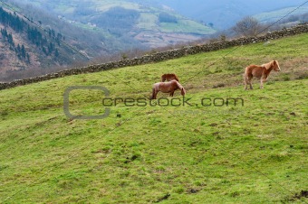 Horses on Alpine Meadow