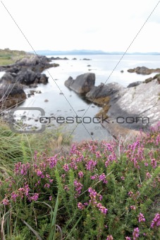 coastal kerry wild flowers view