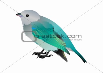 colorful vector bird
