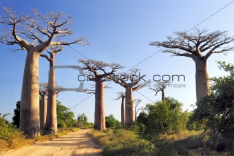 Baobabs forest