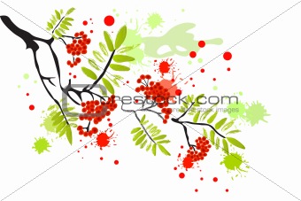 Berries of red Viburnum with leaves