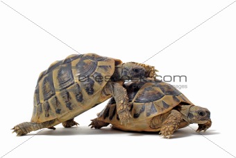 Tortoises having sex