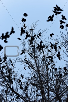 Crows flying and sitting on tree