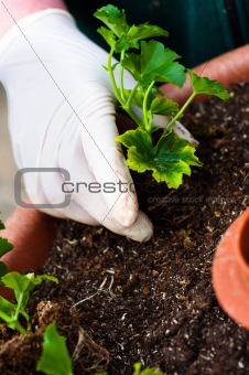 Hand potting young green plant in soil