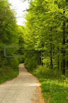 A road in the forest leading down the hill