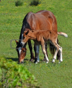 mare and colt