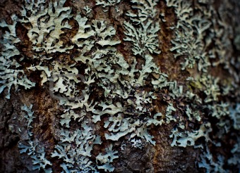 Lichen on wood surface